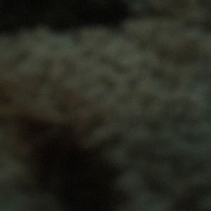 Meet your Posher, Fred